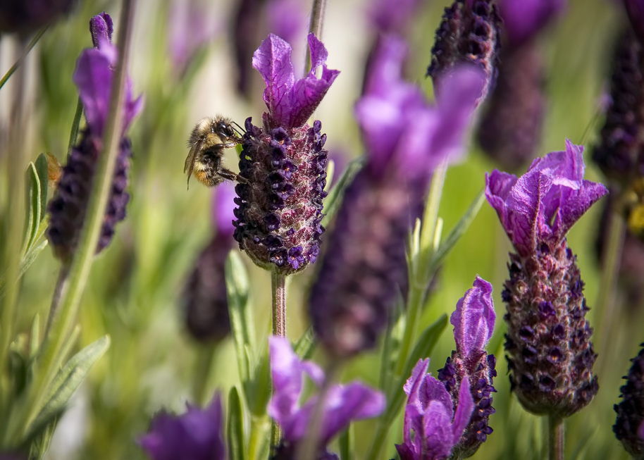 Bee on the Lavender