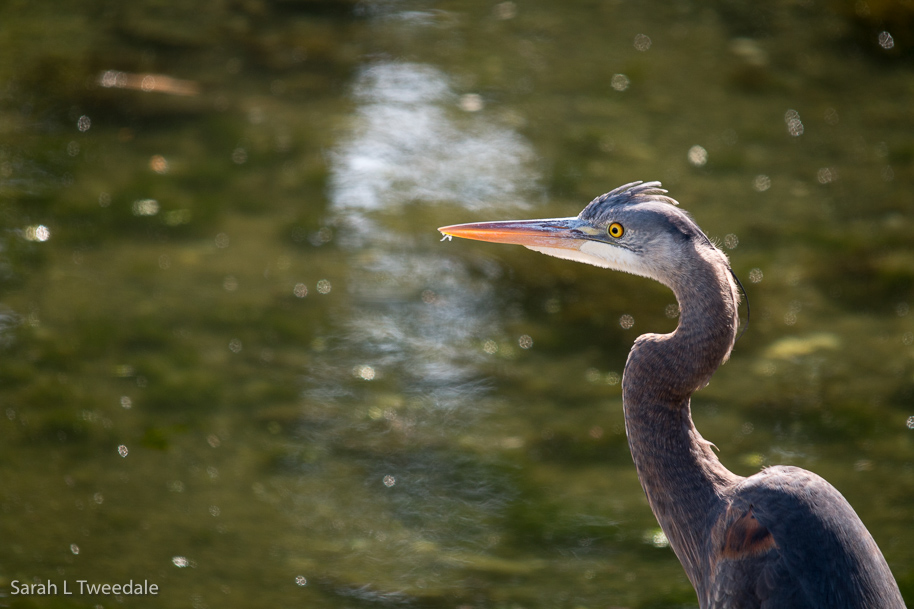 Great Blue Heron, head and shoulders