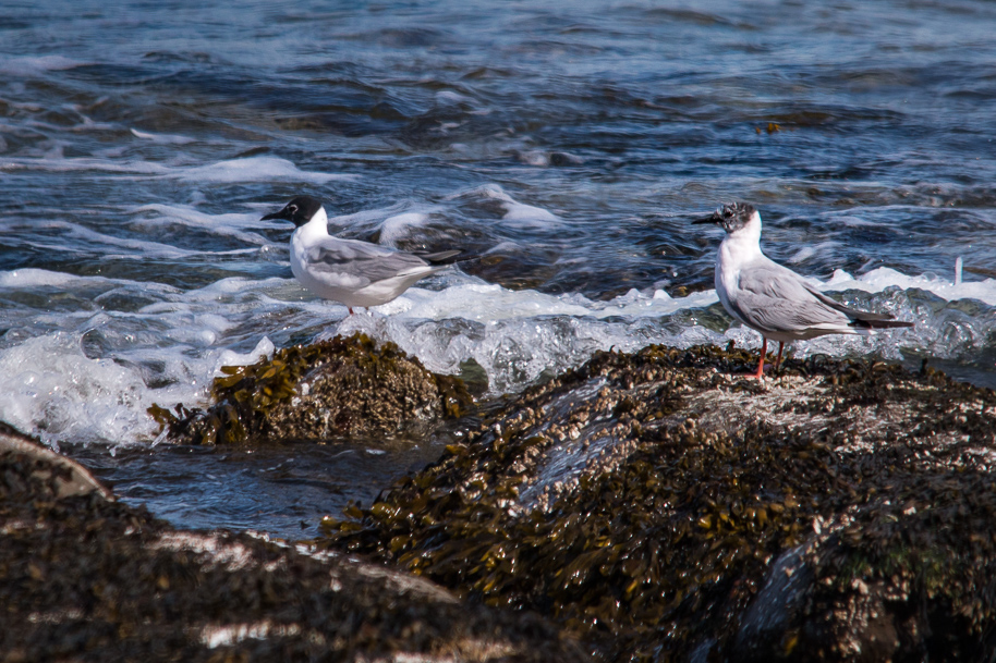 Bonaparte Gulls 