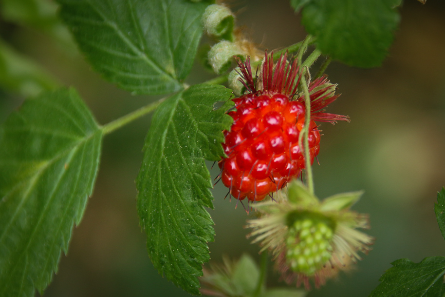 Salmonberry