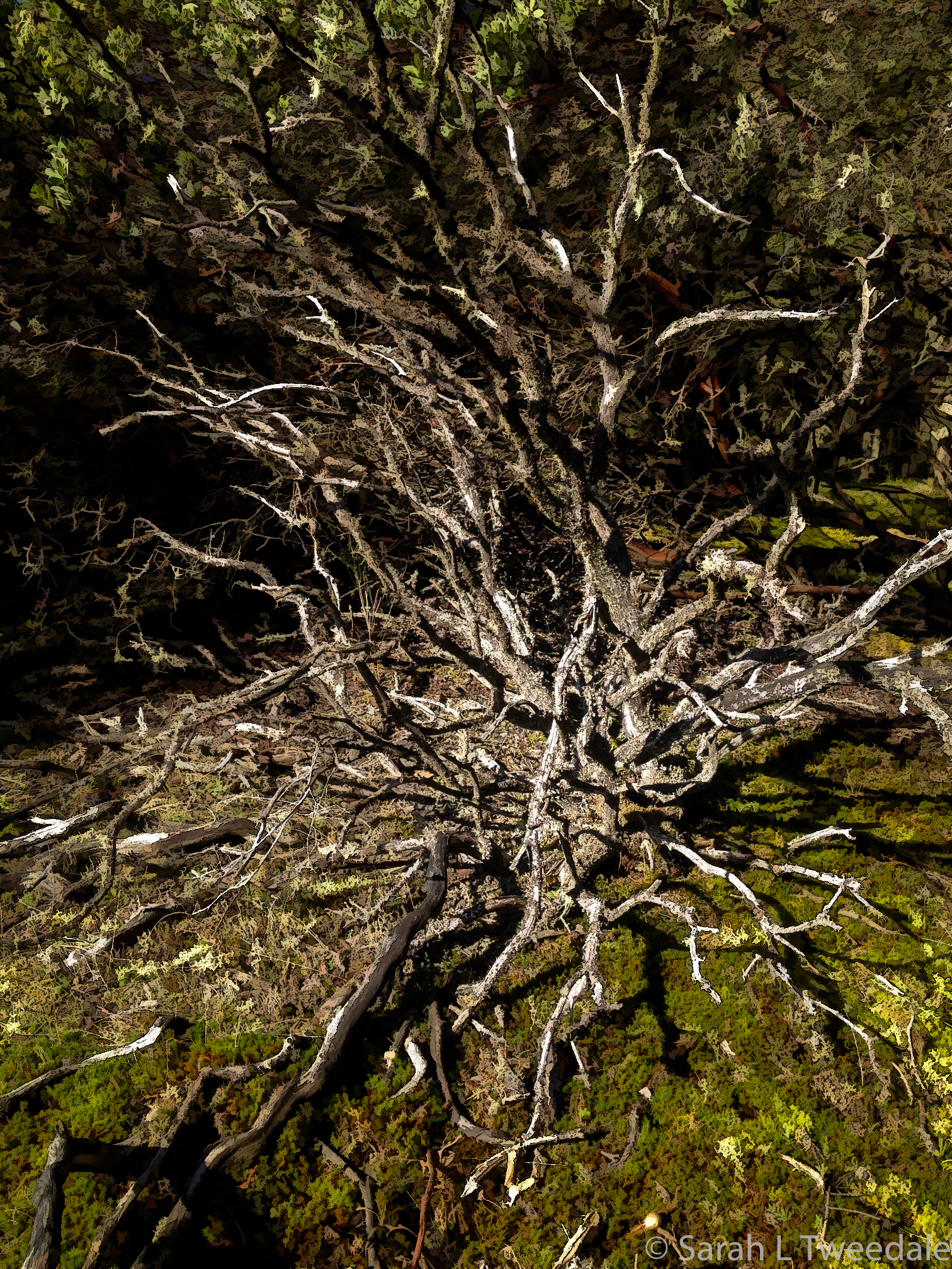 beauty of the structure: nature’s designs | Curious Spectacles